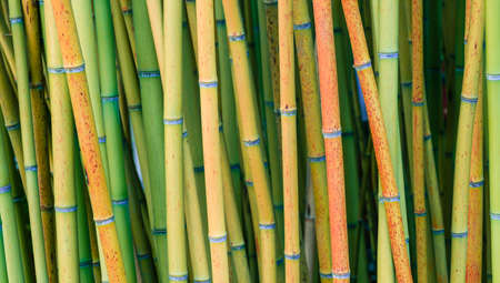 Bamboo forest detail of multicolored stems, subfamily, Bambusoideae, of flowering perennial evergreen plants in the grass family Poaceae.の写真素材