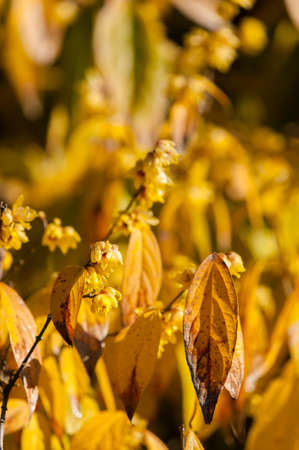 Chimonanthus praecox, wintersweet, Japanese allspice, flowering plant in the genus Chimonanthus of the family Calycanthaceae, native to China.の写真素材