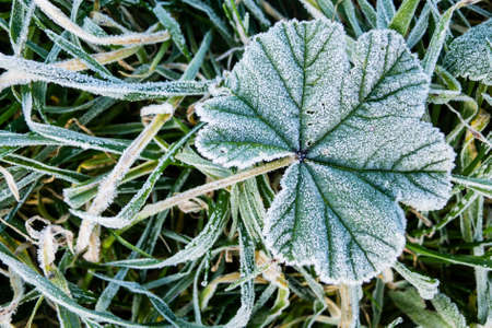 Close up of early morning frost on grass and leavesの写真素材