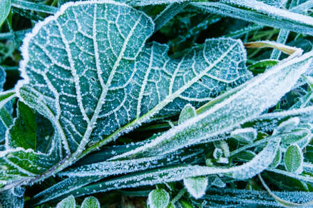 Close up of early morning frost on grass and leavesの写真素材