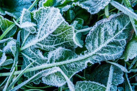 Close up of early morning frost on grass and leavesの写真素材