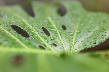 Water drops on leaf of Monstera deliciosa, Swiss cheese plant.の写真素材