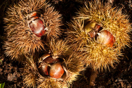 Edible nuts of chestnut tree, Castanea of the beech family.の写真素材