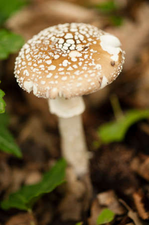 Poisonous Panther cap mushroom, Amanita pantherinaの写真素材