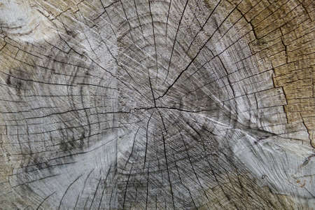 Tree trunk cuts showing growth rings and wood texture.