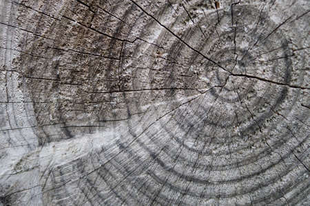 Tree trunk cuts showing growth rings and wood texture.