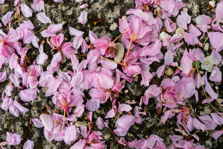 Fallen pink petals of cherry blossom tree on ground.の写真素材