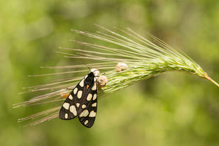 Female cream-spot tiger moth perched on green grass in midday sun.の写真素材