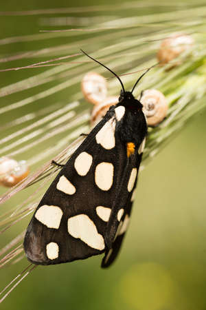 Female cream-spot tiger moth perched on green grass in midday sun.の写真素材