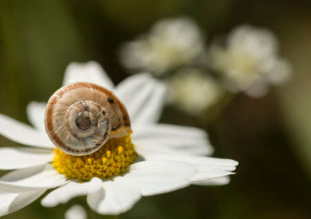 Small ground snail resting on a daisy flower under the sun.の写真素材