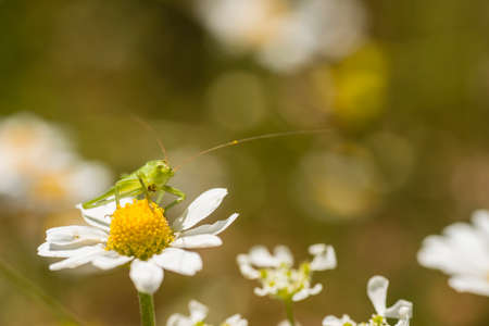 Green grasshopper on daisy flower under midday sunの写真素材