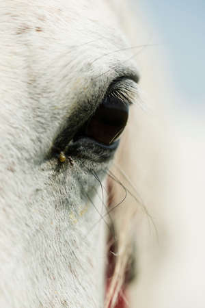 Detail of white horse eye with long eyebrowsの写真素材