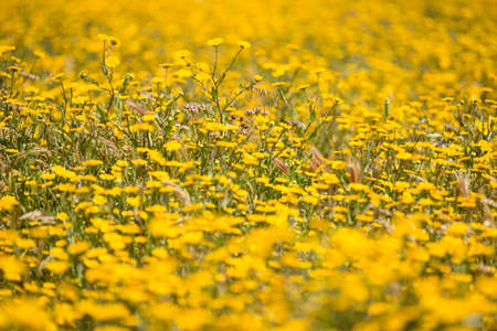 Meadow of blooming yellow daisies in Summer timeの写真素材