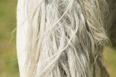 Close up of white horse mane with gray hairの写真素材