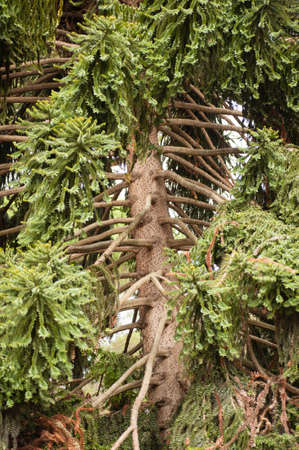 Araucaria bidwillii, bunya pine, large evergreen coniferous tree in the plant family Araucariaceae