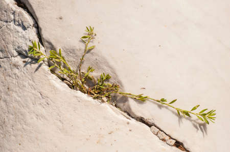 Power of Green plant growing in rock crackの写真素材