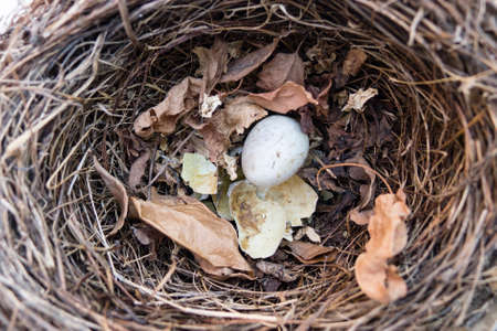 Black bird nest with one intact egg and one broken