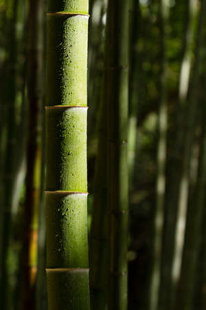 Detail of bamboo stalks with water drops and sun lightの写真素材