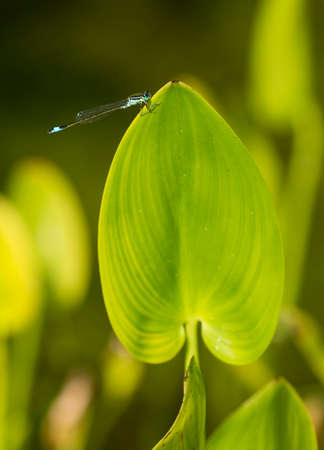 Black and blue damselfly perched on water hyacinth leafの写真素材
