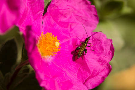 Emerald coleopteron insect on pink rock rose flower