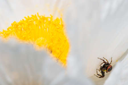 Red and black crab spider among petals of white Romneya coulteri, California tree poppy.