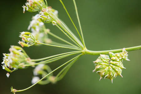 Green and white caterpillar swirled on umbrellifera flower stem.