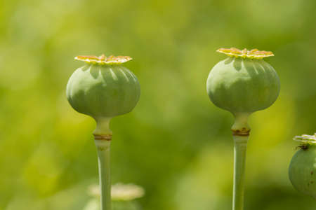 Fruit capsule and flowers of opium poppy, Papaver somniferumの写真素材
