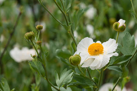 Closeup of white Romneya coulteri flowers, California tree poppy.の写真素材