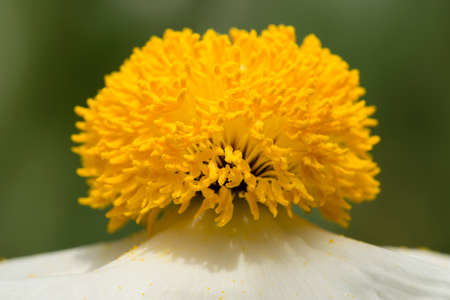 Closeup of white Romneya coulteri flowers, California tree poppy.の写真素材