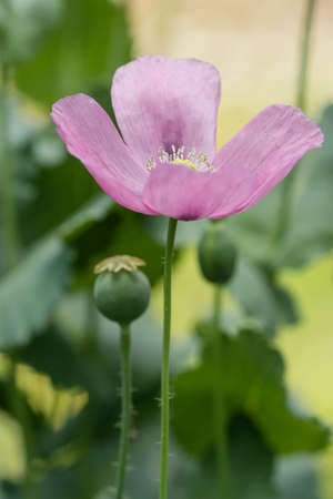 Fruit capsule and flowers of opium poppy, Papaver somniferumの写真素材