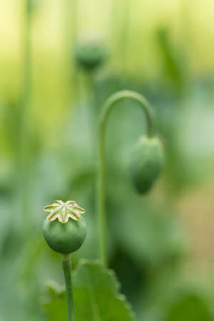 Fruit capsule and flowers of opium poppy, Papaver somniferumの写真素材