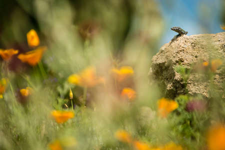 Wall lizard on rock facing a flower gardenの写真素材