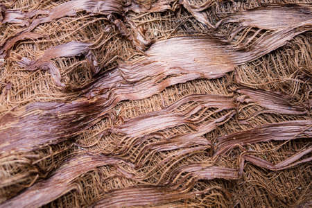 Close up of bark of  tree trunkの写真素材