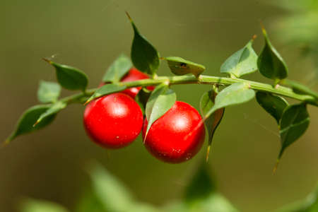 Detail of leaves and fruits of butcher's broom, Ruscus aculeatusの写真素材