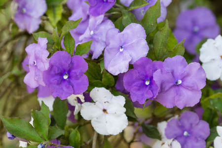 Five petal flowers of nightshade plant, Brunfelsia pauciflora.の写真素材
