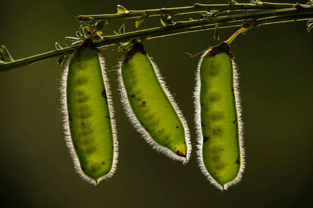 Seedpods of French broom plant, Genista monspessulanaの写真素材