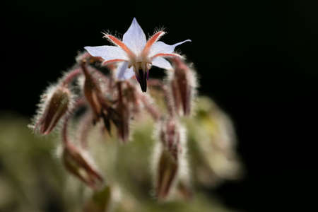Flowers and buds of starflower, Borage, Borago officinalis herb.の写真素材