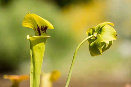 Leaf modified in animal trap of sarracenia carnivorous plant with flowerの写真素材