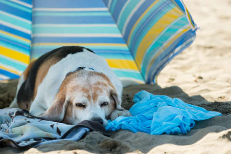 Old dog resting on towels on a sandy beachの写真素材