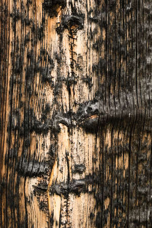 Aged spruce pine wood plank wall detail with rough surface, cracks and knots.の写真素材