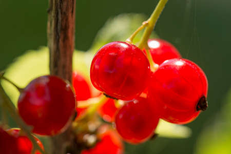 Berries of red currant hanging from their plant stems.の写真素材