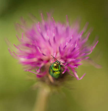 Bright green jewel coleopteron insect on pink clover flowerの写真素材