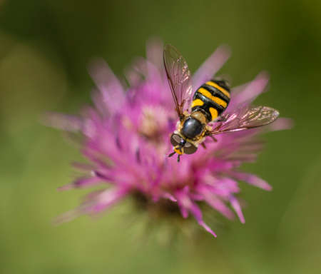 Bee-like fly on pink clover flowerの写真素材