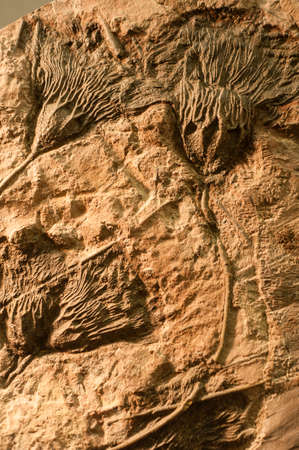 Section of ancient rock with fossilized sea crinoids.の写真素材