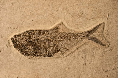 Prehistoric sea fish fossilized in a sand stone.の写真素材