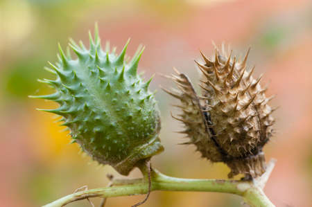Thorny fruits of Datura stramonium, known as jimsonweed, Devil's snare, hell's bells, trumpet, tolguacha, Jamestown weed, stinkweed, locoweed, pricklyburr, devils cucumber and Thornapple is a plant in the nightshade familyの写真素材