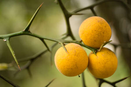 Fruits and flowers of trifoliate orange tree Citrus.の写真素材
