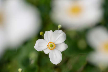 White flowers of autumnal ranunculus plants.の写真素材