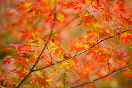 Autumnal foliage of ornamental Maple tree, Acer palmatum.
