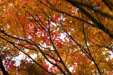 Autumnal foliage of ornamental Maple tree, Acer palmatum.